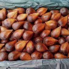 Salak Pondoh Banyukembar