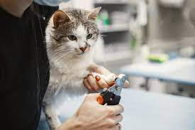 Jasa Grooming Kucing dan Anjing